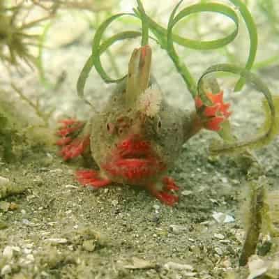 Ultra rare, grumpy fish gets a hand in extinction fight