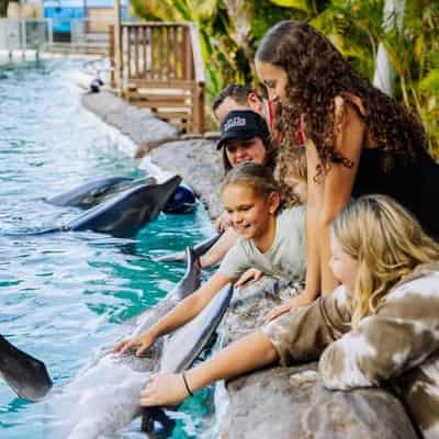 Dolphin swim party defended as park goes not-for-profit