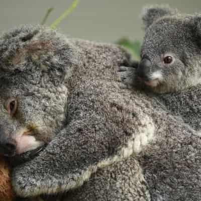 Koalas threatened by mine approval: environmentalists