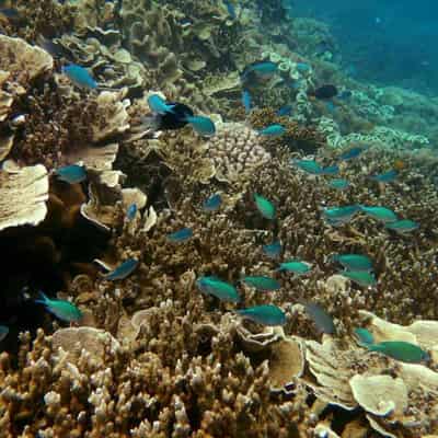 Australia sends reef health update to UNESCO