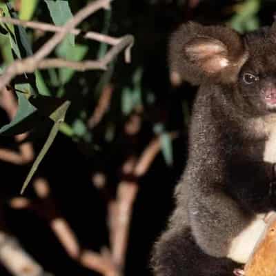 Logging changes put gliders in peril, experts warn