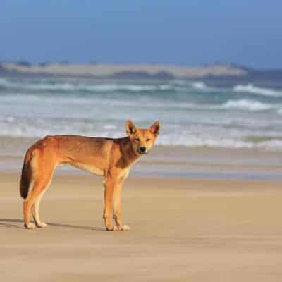 Young boy bitten in latest dingo attack on island