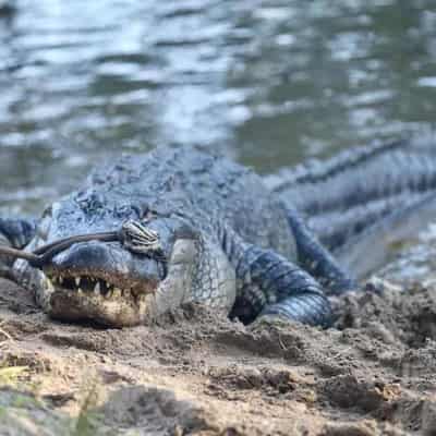 Man denies throwing much loved chicken to alligators