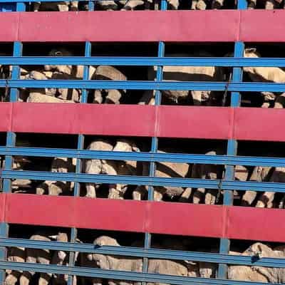 Live export ship blocked from sailing to Israel