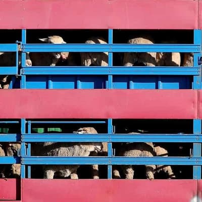 Concerns stranded livestock could still go to Israel