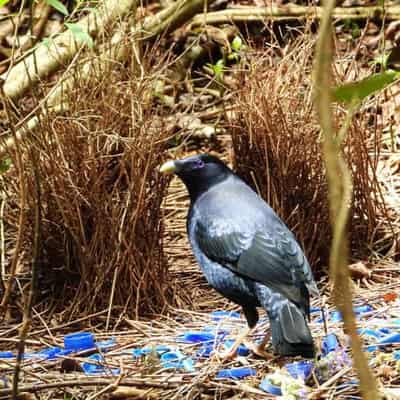 Clear milk bottle lids a win for obsessive bowerbirds