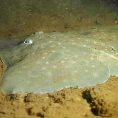 Maugean skate has 'enough' protection, Tasmania says