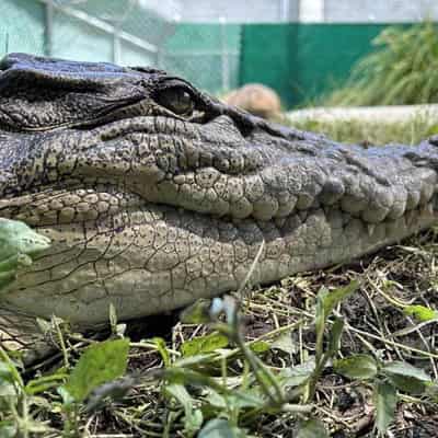 Curious croc too close for comfort in family backyard