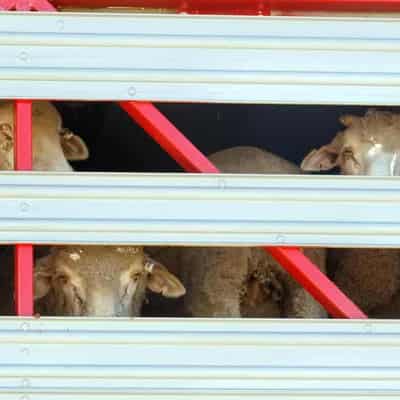 Stranded livestock to be rested on land, then exported