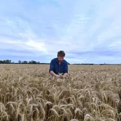 Wheat exports down, China hungry for Australian barley