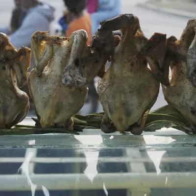 Cambodia reports new bird flu case after boy's death