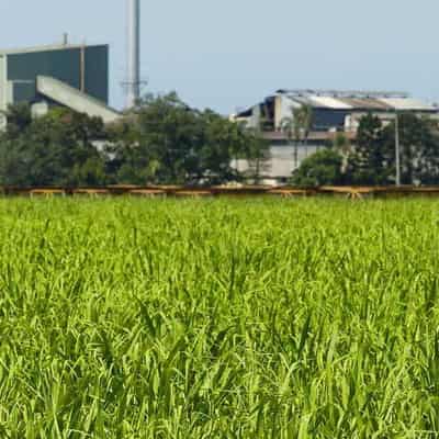 Townsville tapped to turn farm waste into jet fuel