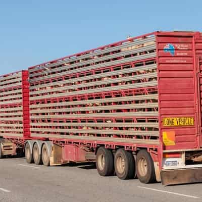 Future of animals on live export ship still unknown