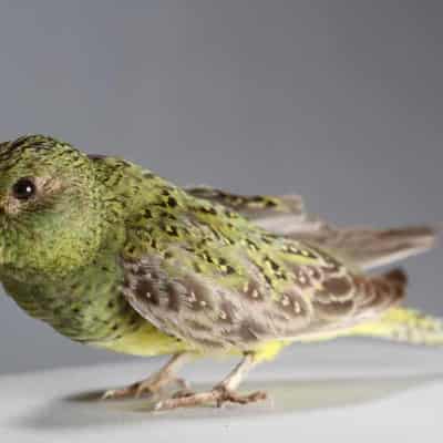 Ultra rare night parrot gives up secrets for survival