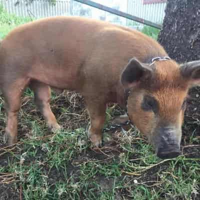 Man fined for biting pet pig during 'torturous' assault