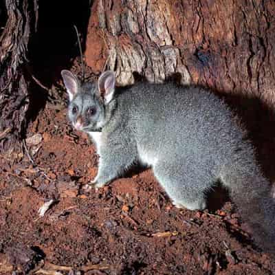 Wildlife corridor offers path for resurgent brushtails