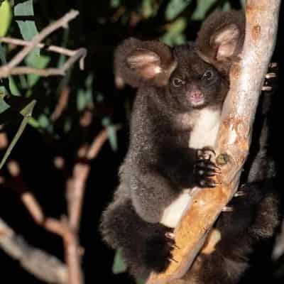 Logging backflip 'won't save gliders from extinction'