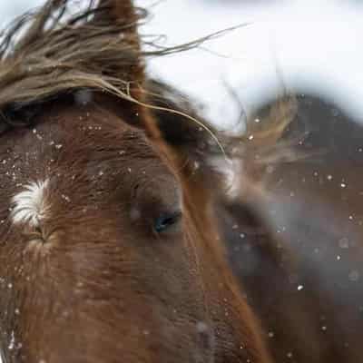 Kosciuszko brumby shoot underway but will it be enough?