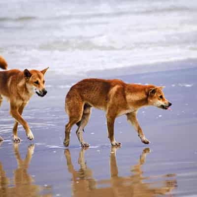 Dingoes put the bite on more tourists on Qld island