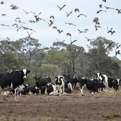 Farmers urge Labor leaders to fight carbon capture plan