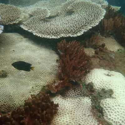 First reports of severe coral bleaching on reef