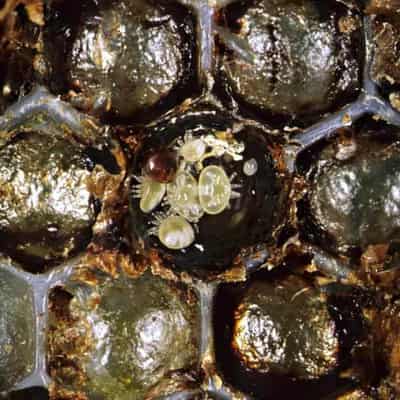 Mite species harmful to bee industry detected at port