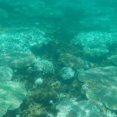 More evidence of extensive summer bleaching on reef