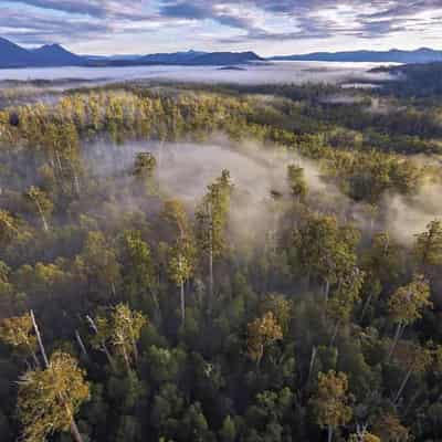 Conservationists round on premier over logging bid