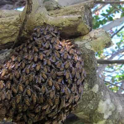 Invasive bees defy evolution to cover Sydney-sized area