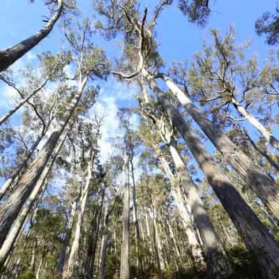 Mystery around locations of native forestry grow plan