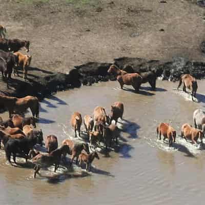 Step-in threat as state on notice over feral horse cull