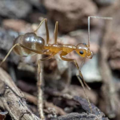 Major victory claimed over yellow crazy ant threat