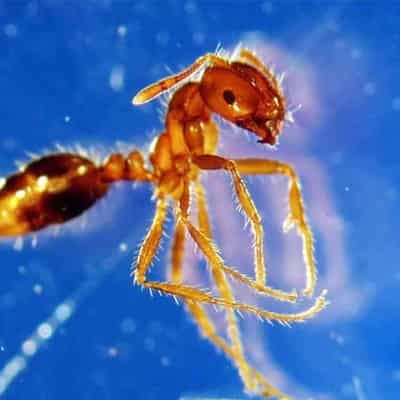 Fire ants could cost 'half a COVID' every year