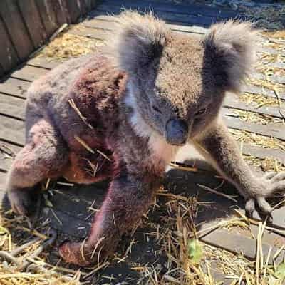 Dead koala footage sparks calls for logging halt