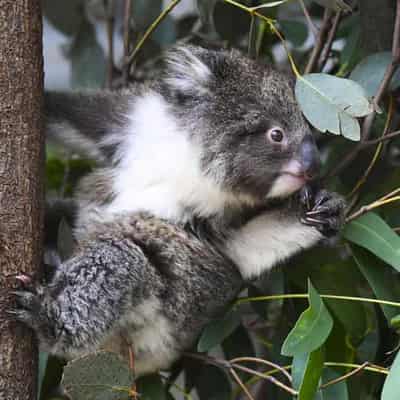 'Shocking' scale of deforestation a koala threat: study