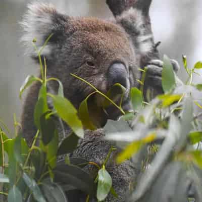 Logging paused amid koala deaths but solution unclear