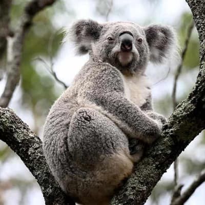 Fears for koala habitat after coal mine assessed