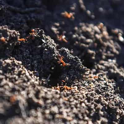 Fatal flaws: grim warnings about fire ant program