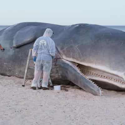 Beached whale theatre draws crowds at Adelaide Festival