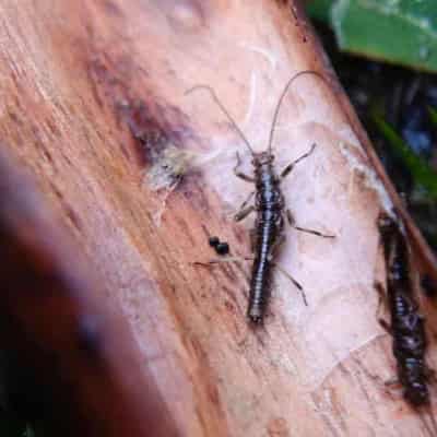 Stonefly faces extinction after 'bad government call'