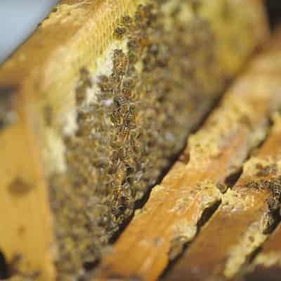 Industry clamps as Asian honey bee nest found at port