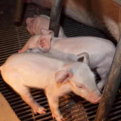 Pork lobby defends blunt force euthanasia of piglets