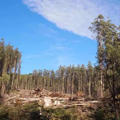 Saws down as state's forest logging firm gets the chop