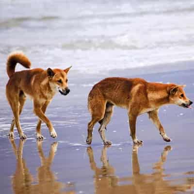 Tracker fitted on 'high-risk' dingo at holiday mecca