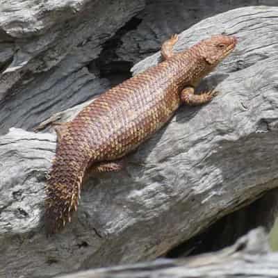 Snake snack warning knell for endangered lizard