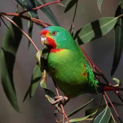 Fury over edited plan to save world's fastest parrot