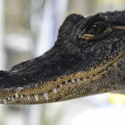 Man denies throwing live chicken to alligators at park