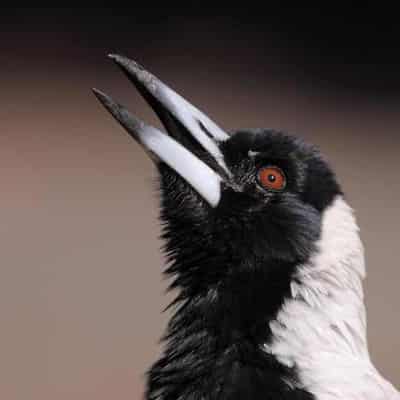 Magpies in survival mode due to climate change, noise