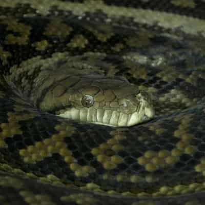 Man charged after 26 snakes found in car