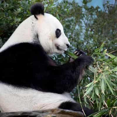 Panda delight as top China diplomat bears good news